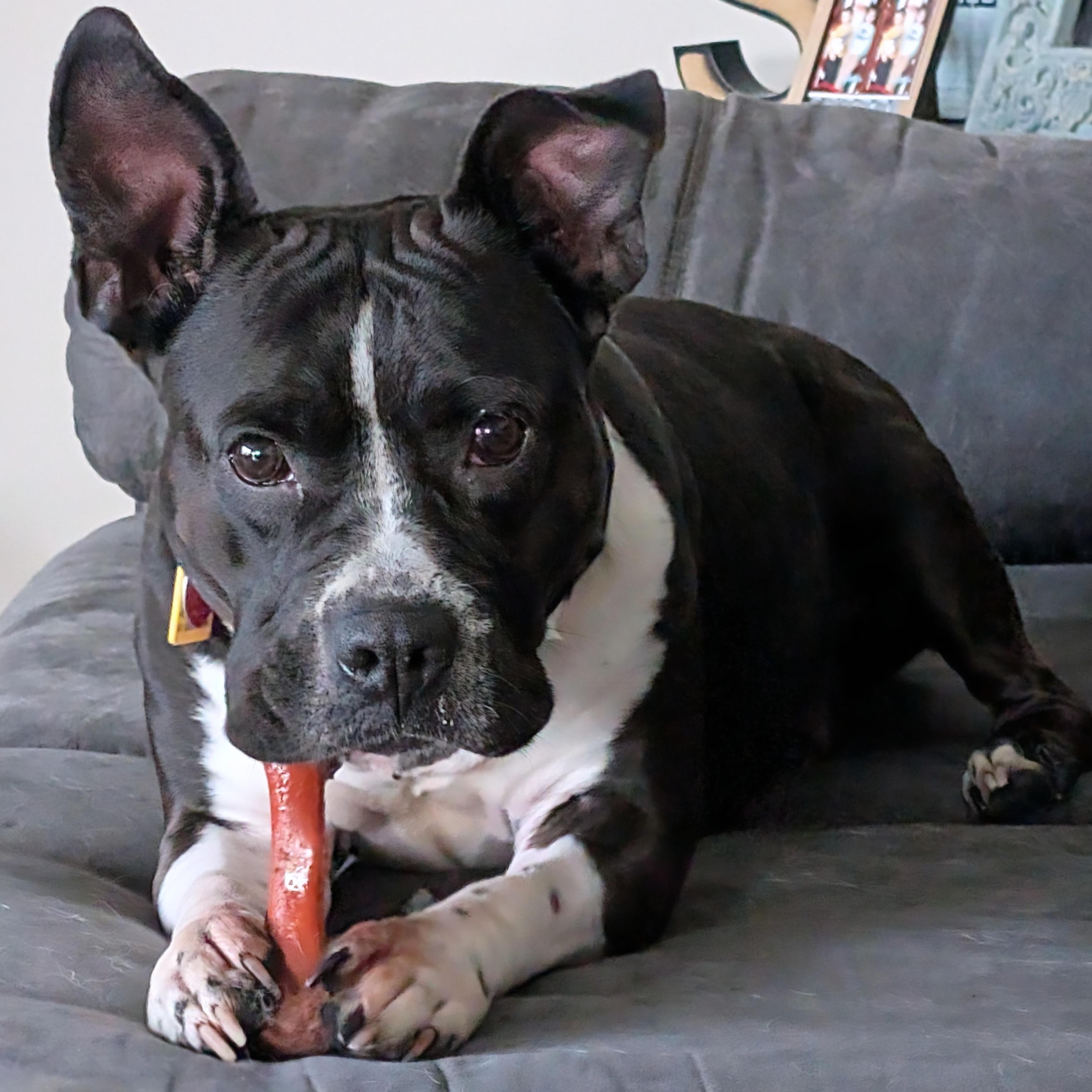 Panda, Adoptable, Adult Female American Staffordshire Terrier & Pit Bull Terrier.