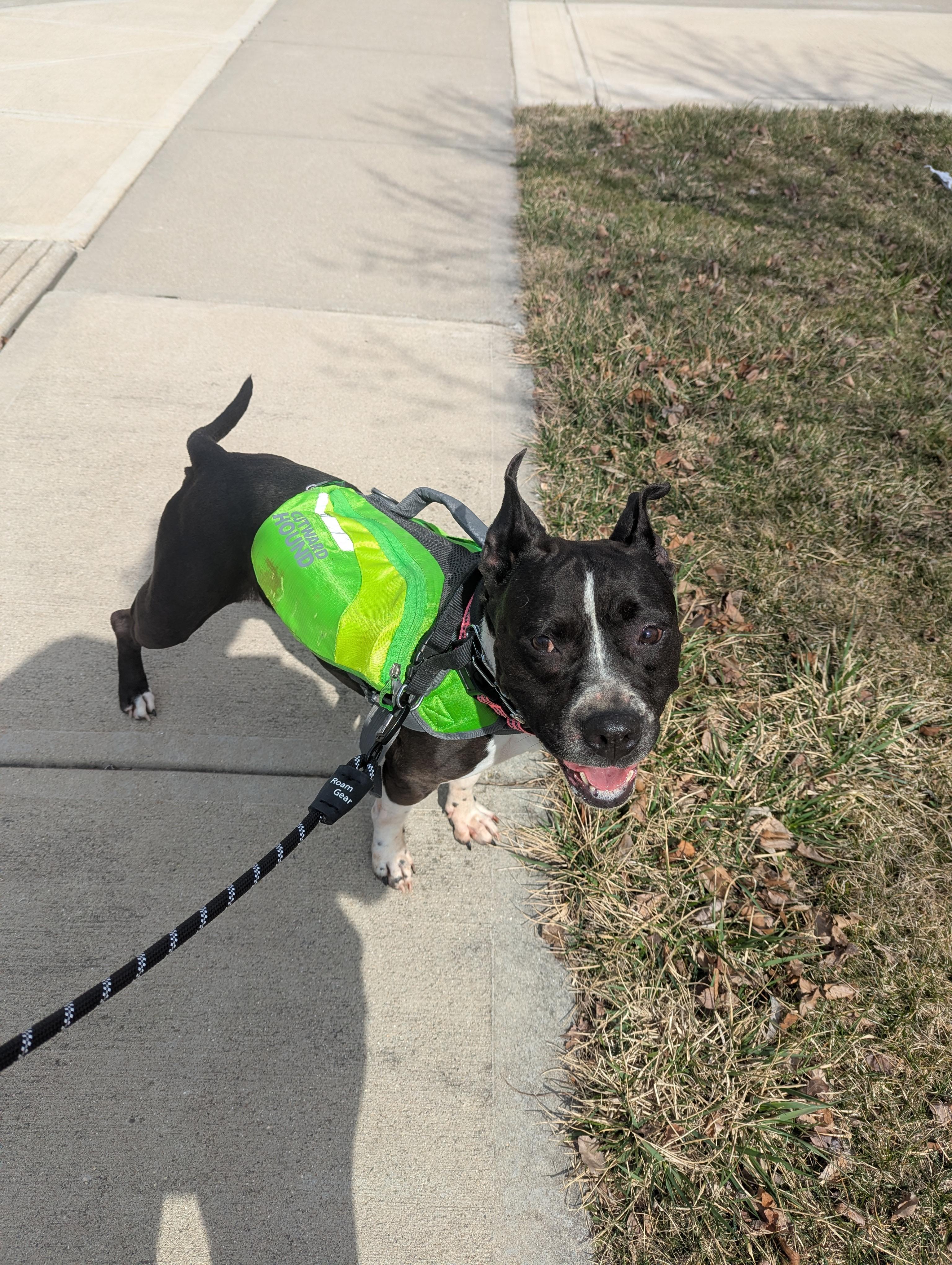 Enlarge Panda, a Adoptable mixed breed in Indianapolis, IN image 2/4