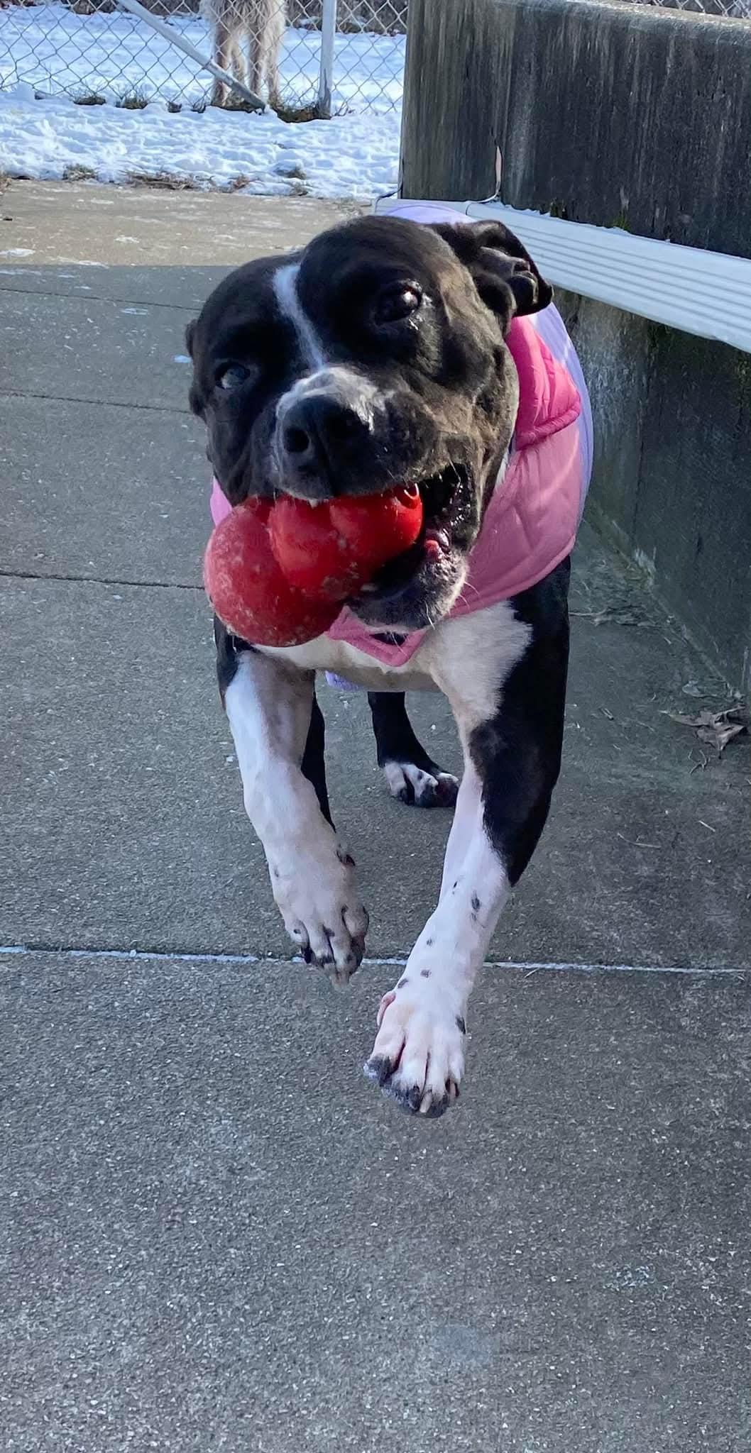 Enlarge Panda, a Adoptable mixed breed in Indianapolis, IN image 3/4