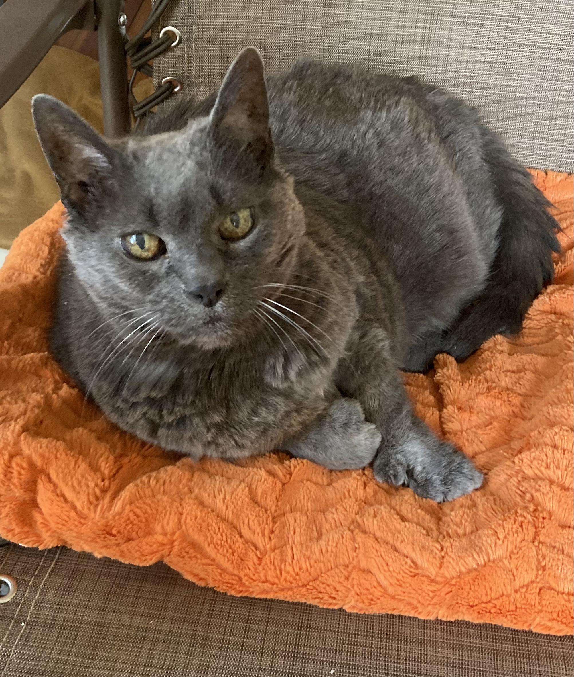 Gwendolyn, Adoptable, Senior Female Domestic Short Hair & Russian Blue.