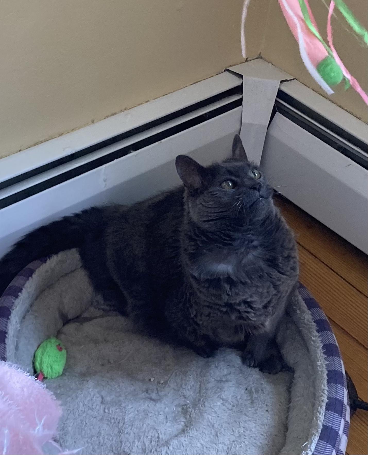 Gwendolyn, a Adoptable mixed breed in West Warwick, RI image 4/4