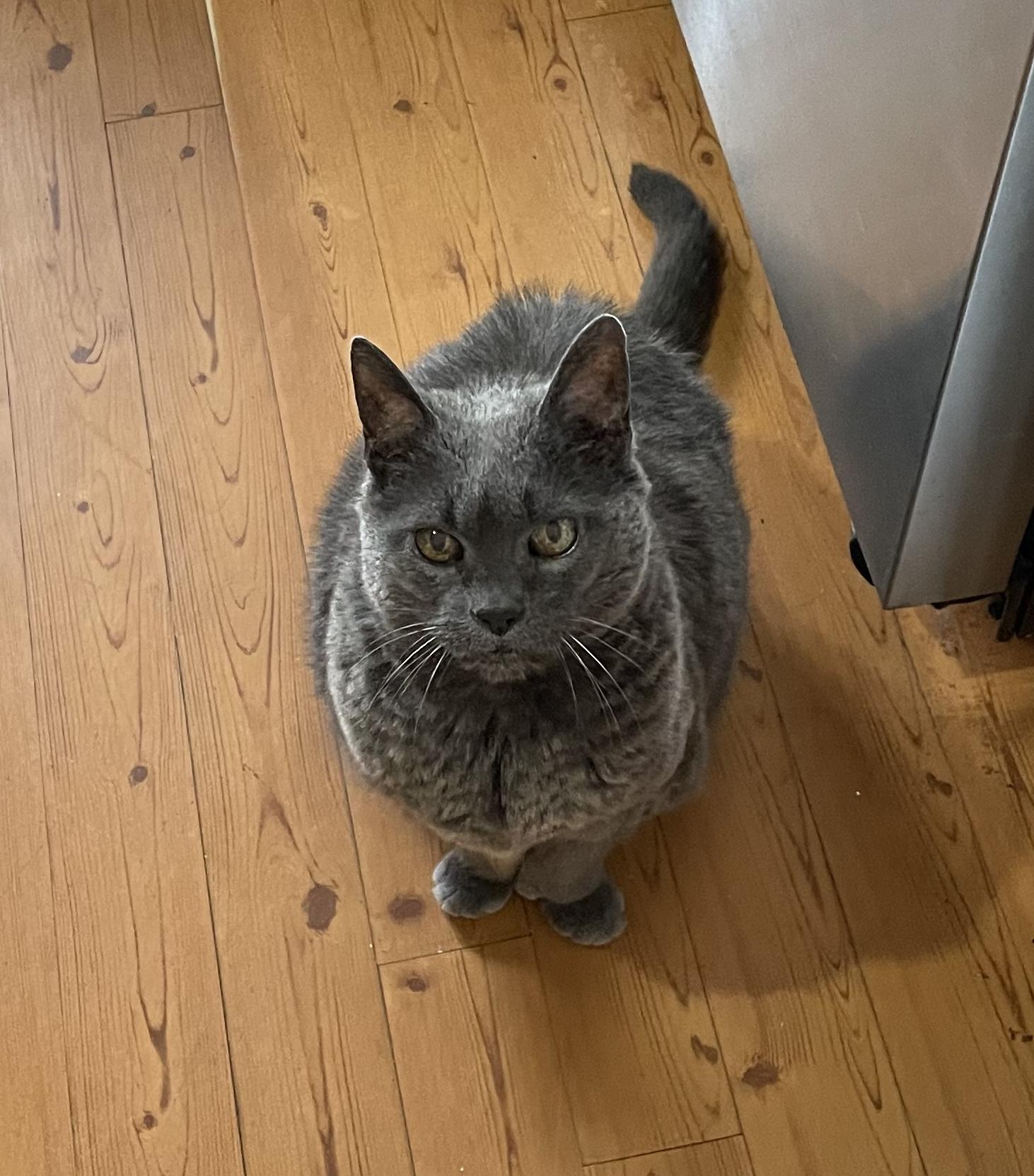 Gwendolyn, a Adoptable mixed breed in West Warwick, RI image 3/4