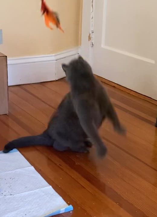 Enlarge Gwendolyn, a Adoptable mixed breed in West Warwick, RI video 2/4