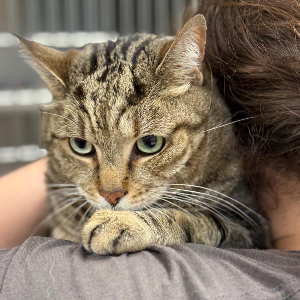 Smokey, Adoptable, Senior Male Domestic Short Hair.