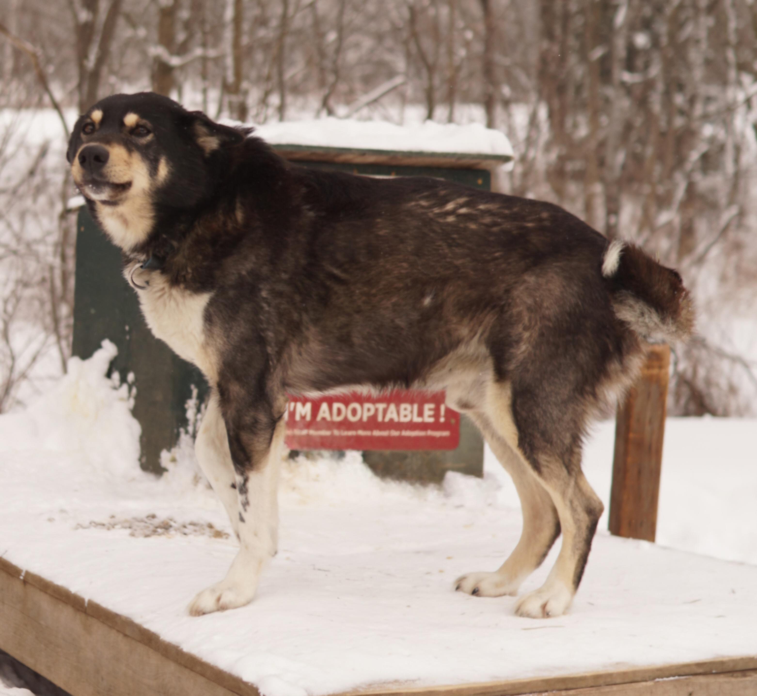 Enlarge Rolo, a ADOPTABLE Husky in Jefferson, NH image 2/2