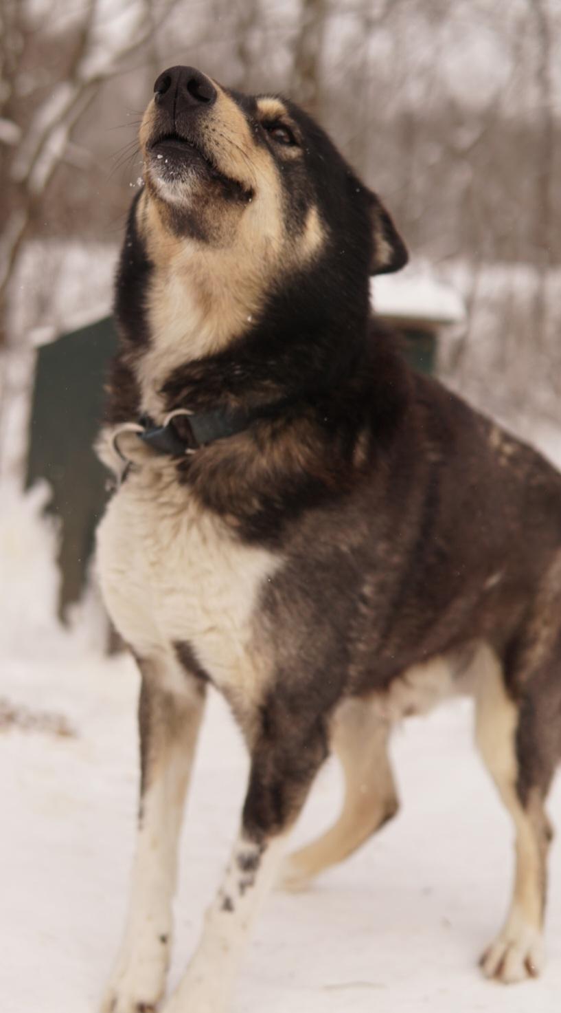 Rolo, ADOPTABLE, Senior Male Husky.