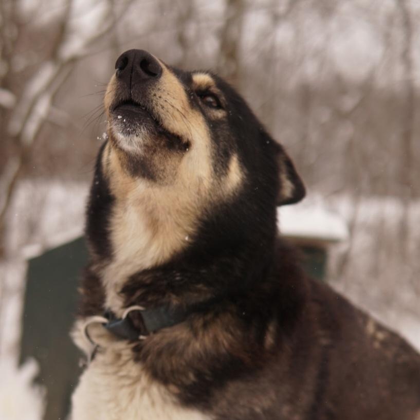 Rolo, a ADOPTABLE Husky in Jefferson, NH image 1/2