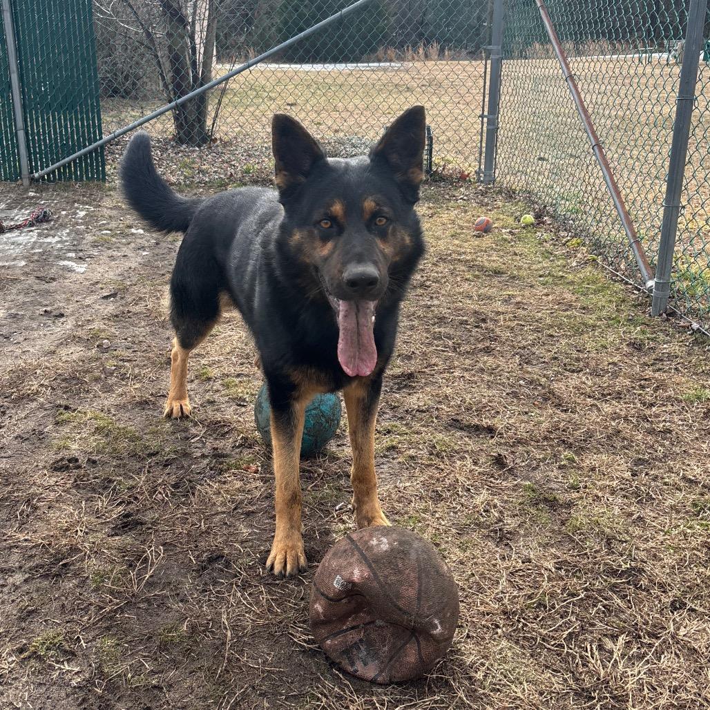 Rex (In Foster), Adoptable, Adult Male Shepherd.
