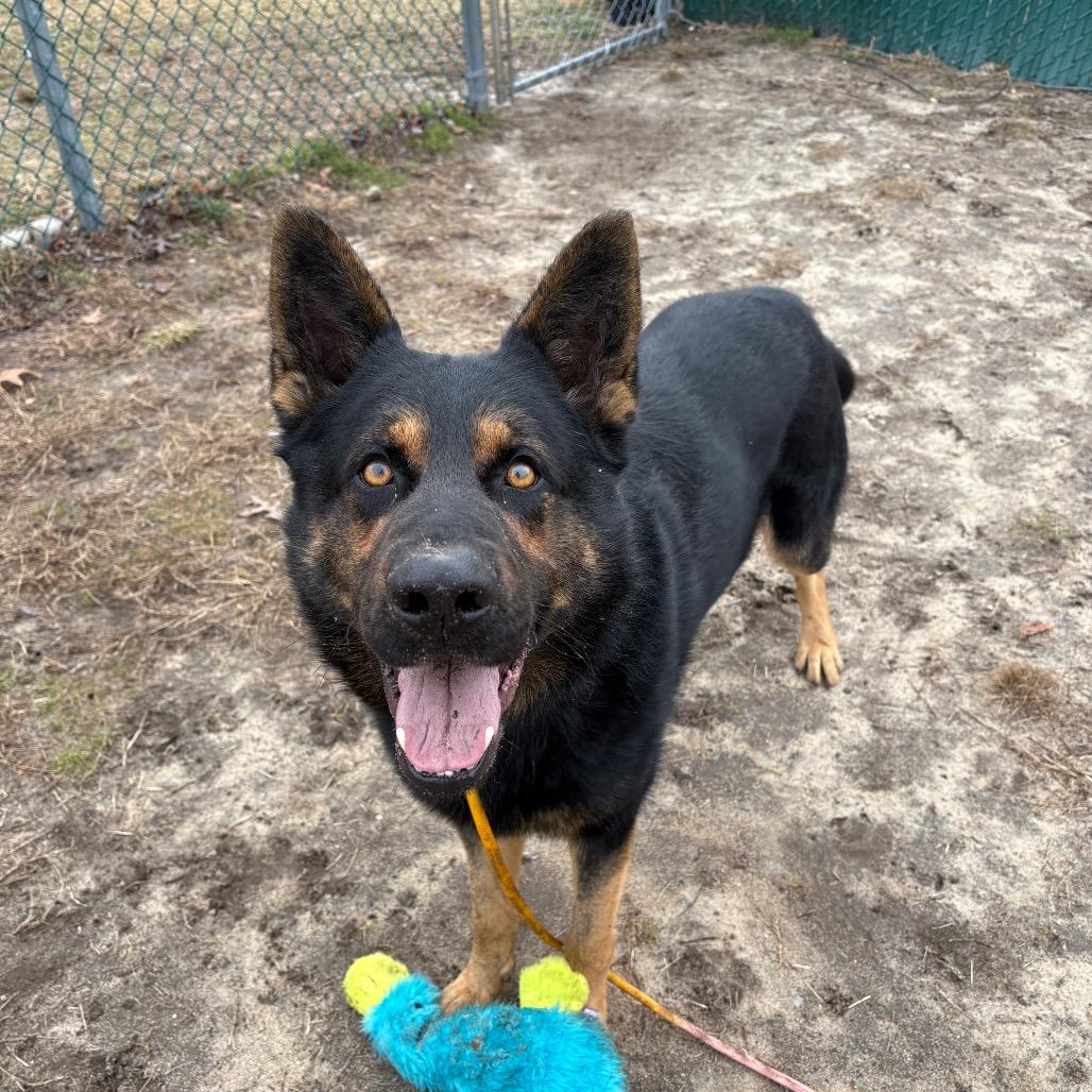 Rex (In Foster), Adoptable, Adult Male Shepherd.