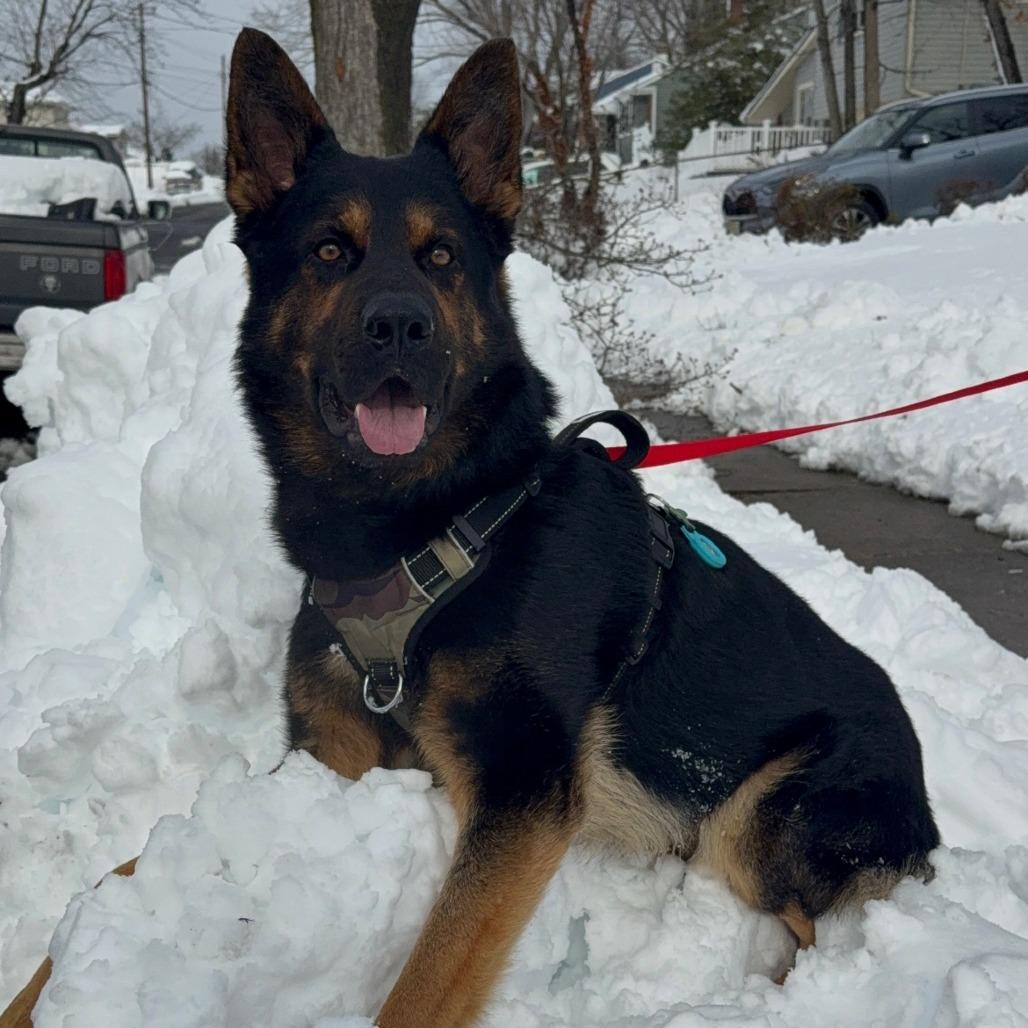 Enlarge Rex (In Foster), a Adoptable Shepherd in Vineland, NJ image 2/4
