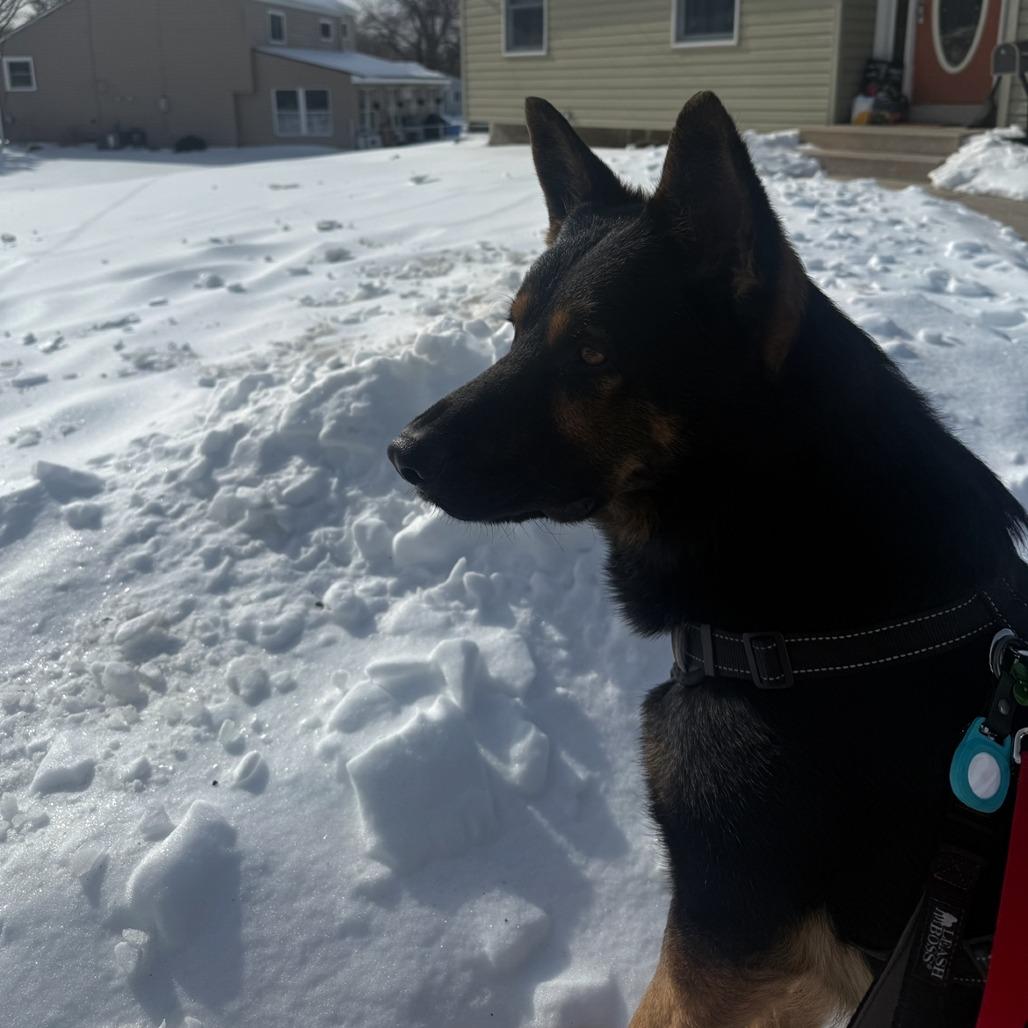 Enlarge Rex (In Foster), a Adoptable Shepherd in Vineland, NJ image 3/4