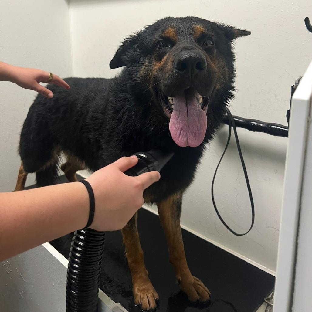 Enlarge Rex (In Foster), a Adoptable Shepherd in Vineland, NJ image 4/4