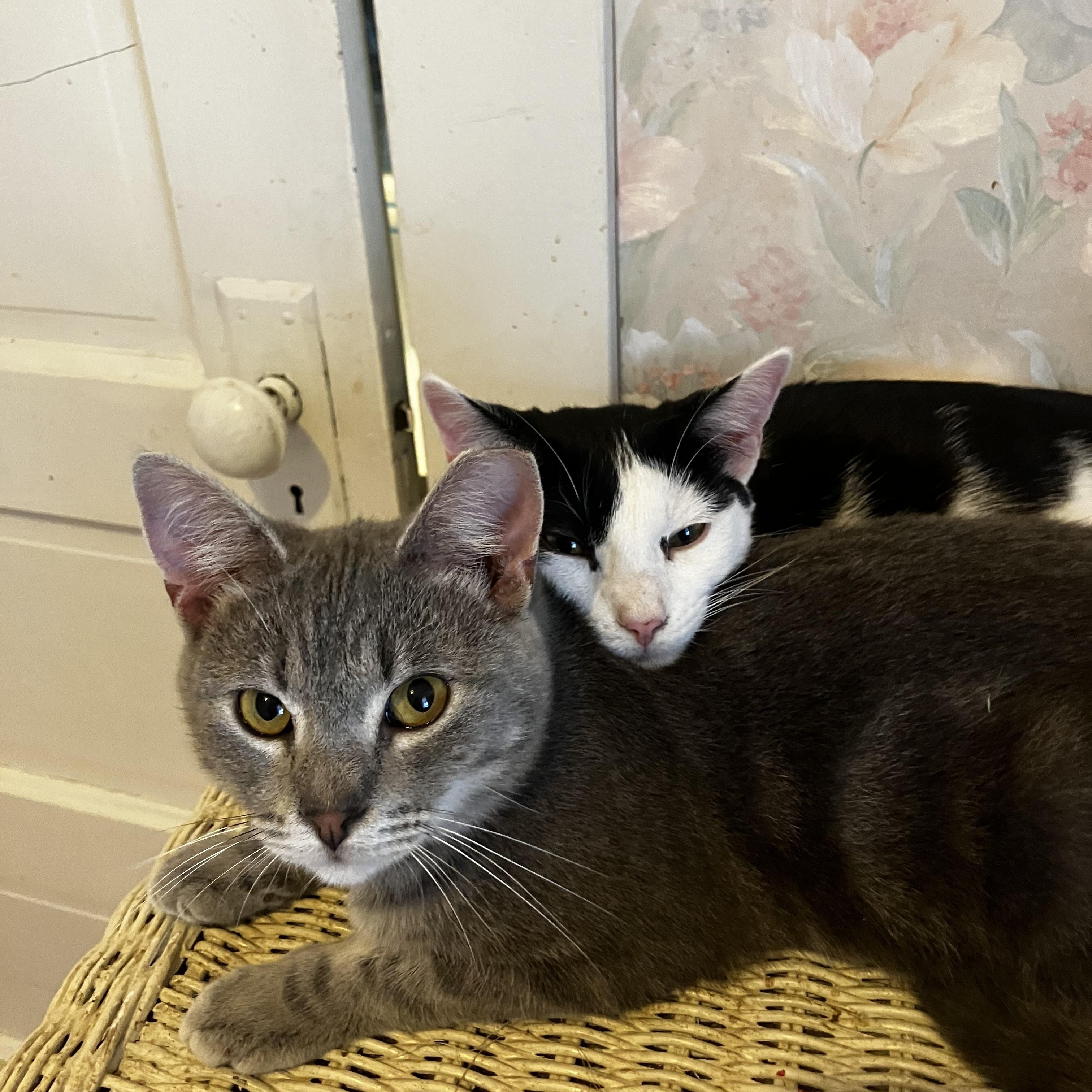 Sparrow, a Adoptable Domestic Short Hair in Manhattan , KS image 4/5