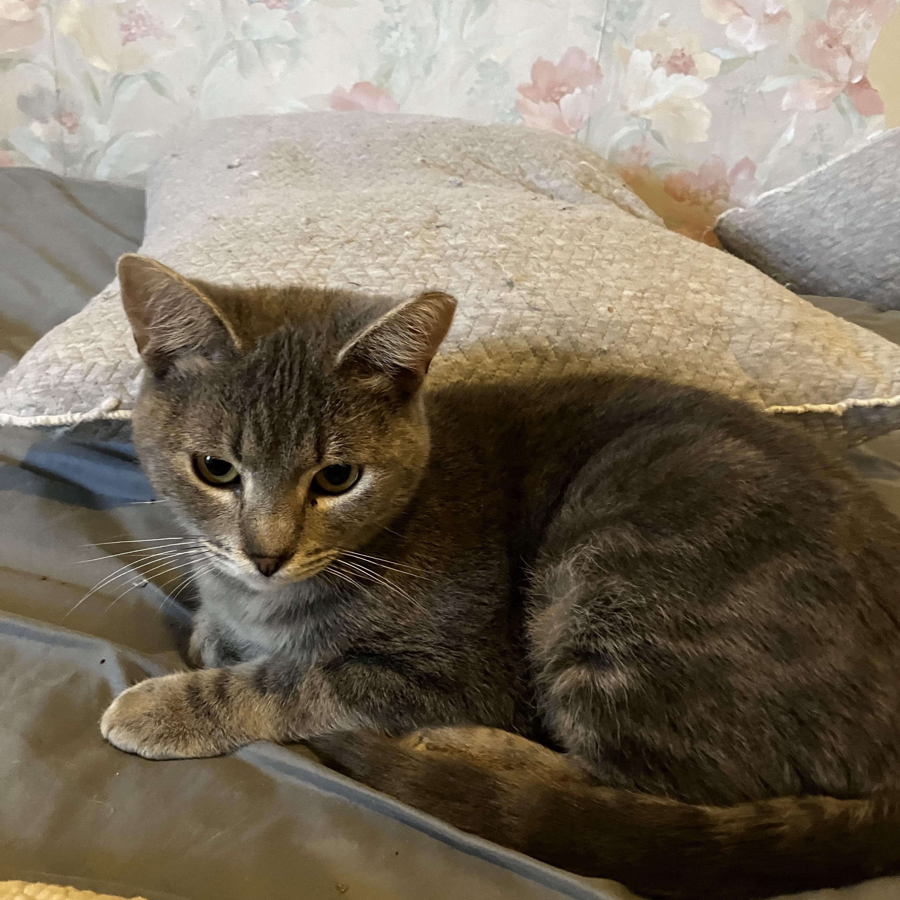 Sparrow, a Adoptable Domestic Short Hair in Manhattan , KS image 5/5