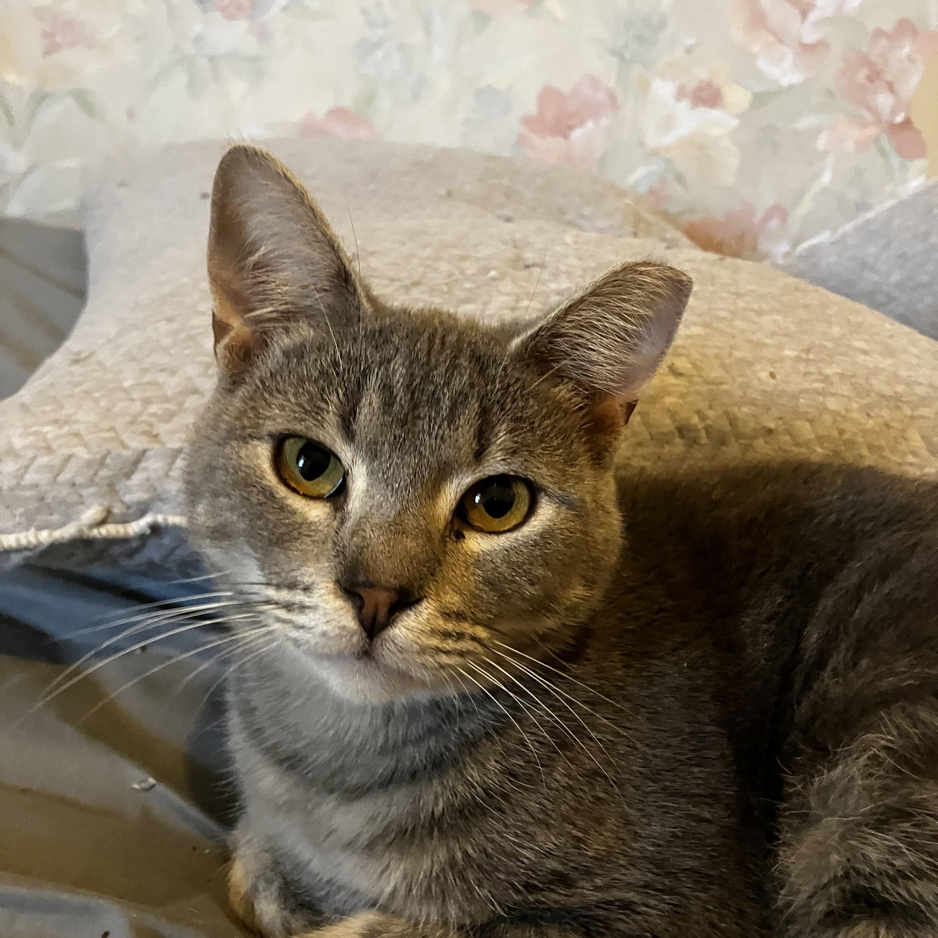 Sparrow, a Adoptable Domestic Short Hair in Manhattan , KS image 3/5