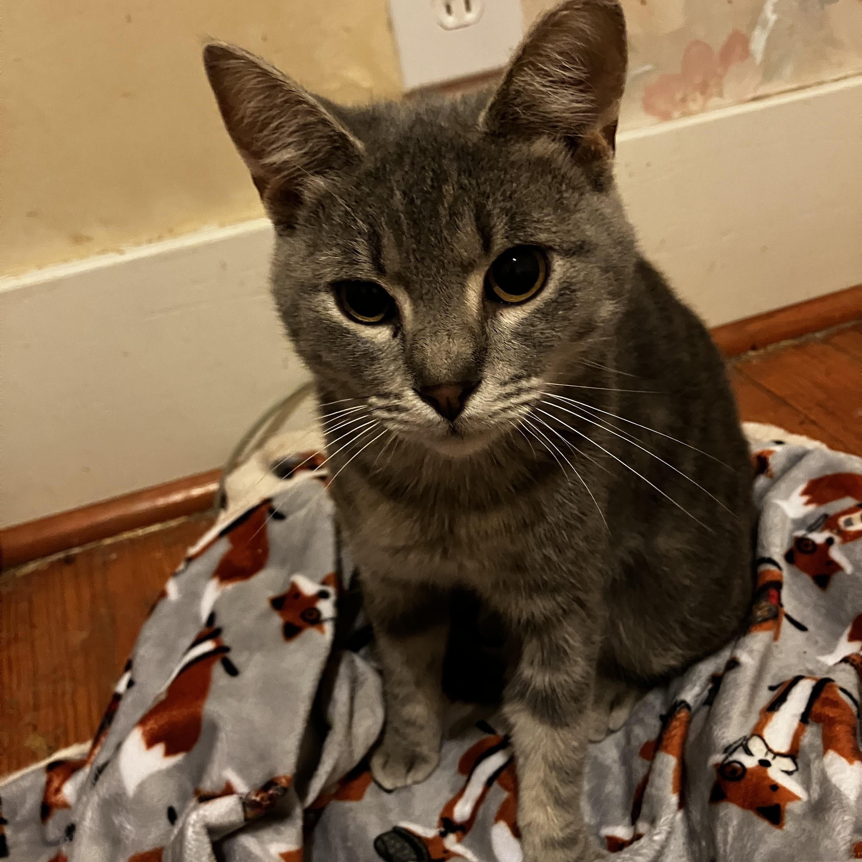 Sparrow, Adoptable, Adult Female Domestic Short Hair.