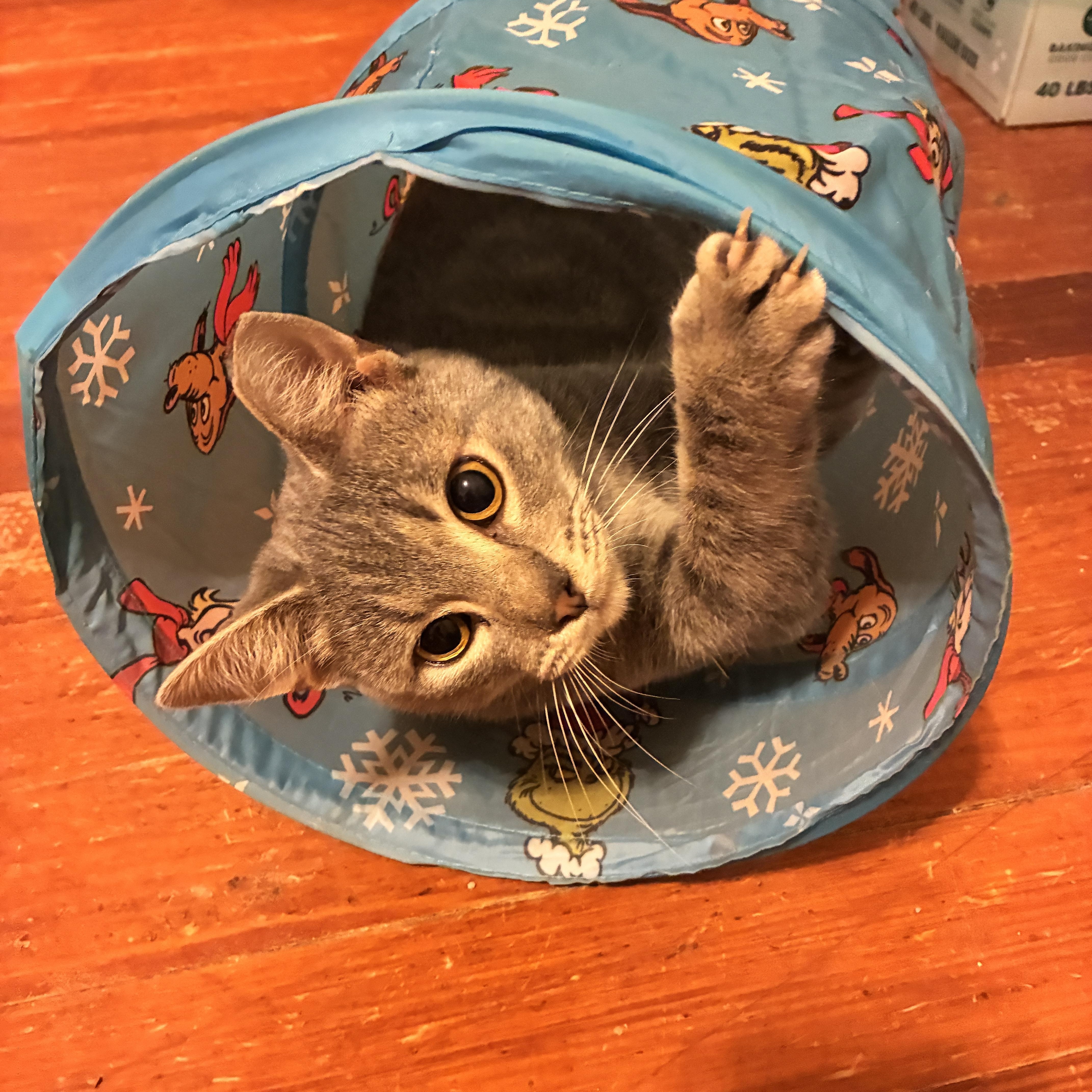 Sparrow, Adoptable, Adult Female Domestic Short Hair.