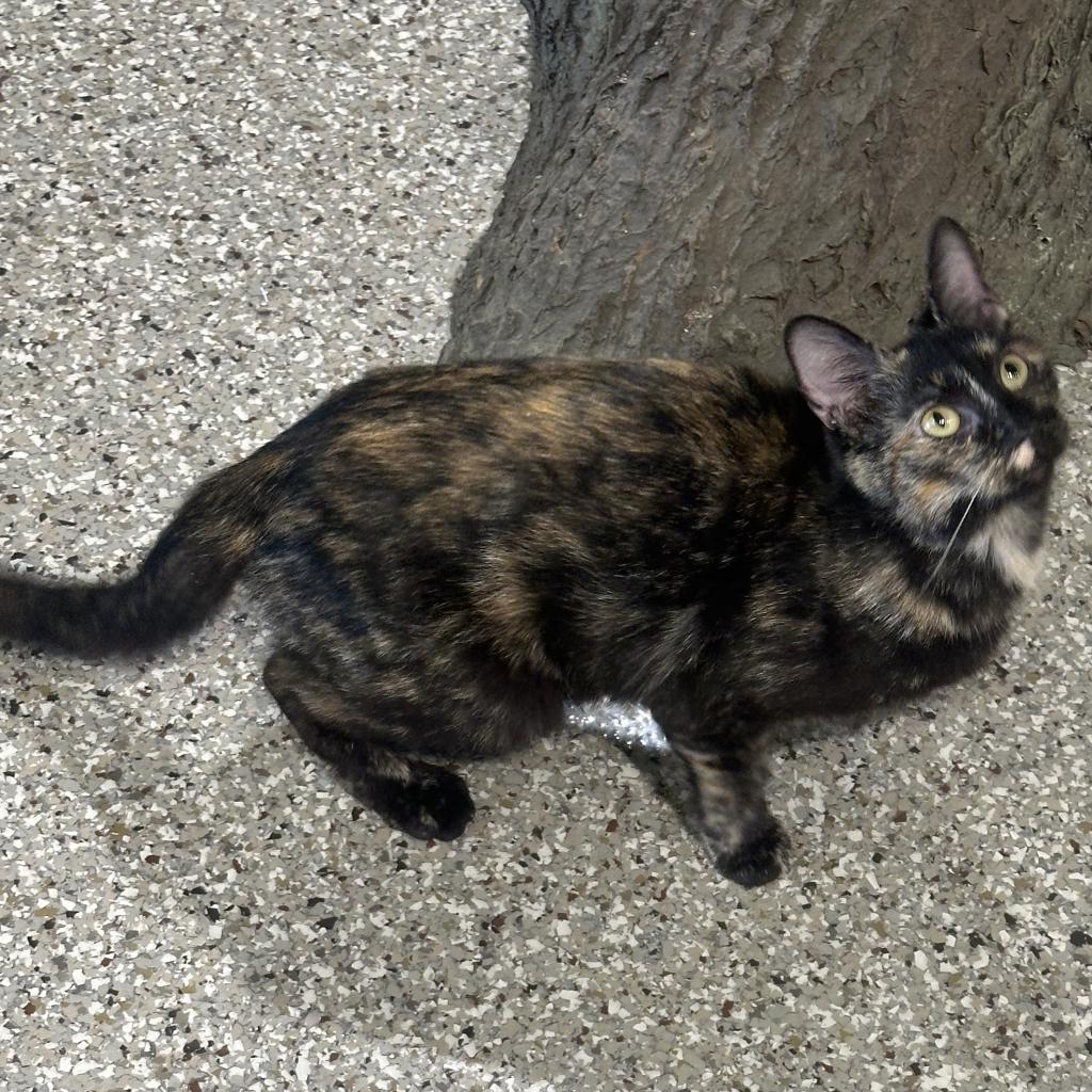 Sage, a Adoptable Domestic Short Hair in Greenfield, IN image 1/2