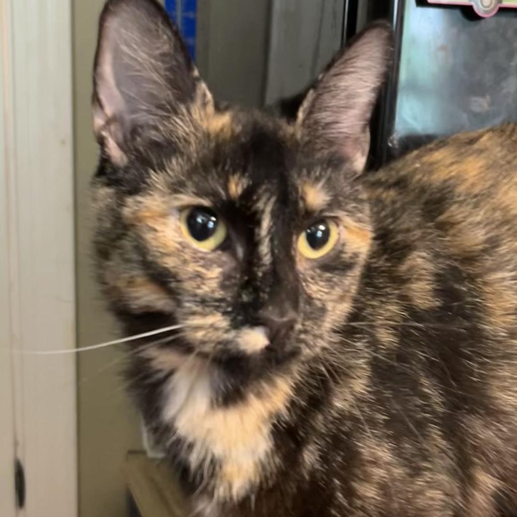 Sage, a Adoptable Domestic Short Hair in Greenfield, IN image 2/2