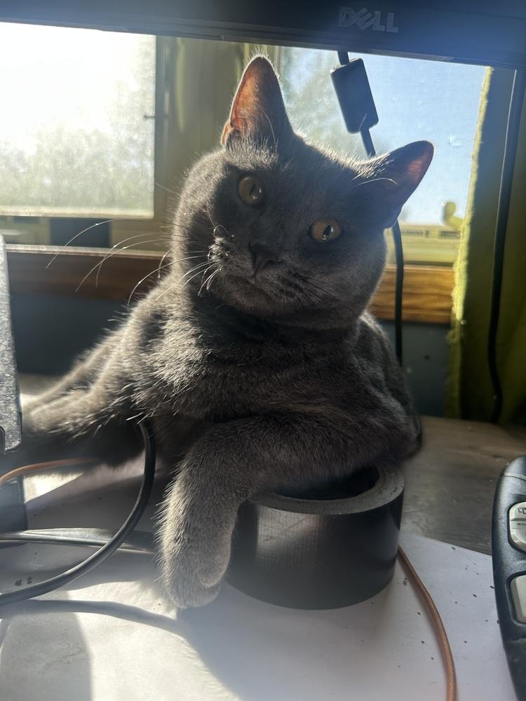 Enlarge Suede, a Adoptable Domestic Short Hair in Albany, WI image 1/2