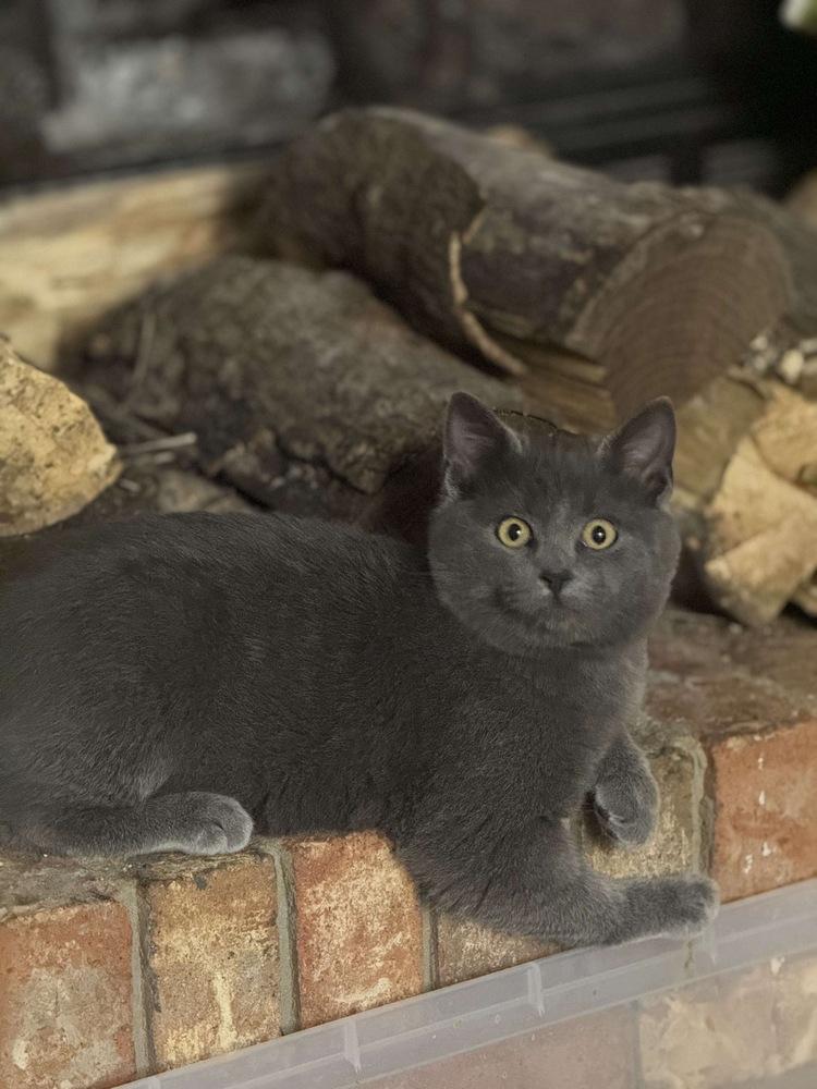 Suede — thumbnail 2