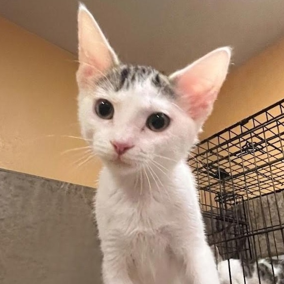 Enlarge Cali 3264, an adopted mixed breed in Boca Raton, FL image 1/1