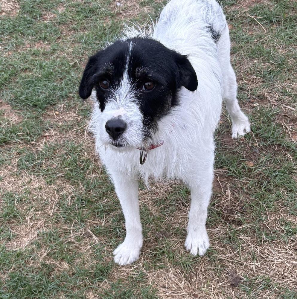 Kevin Shiela, Adoptable, Adult Male Terrier.