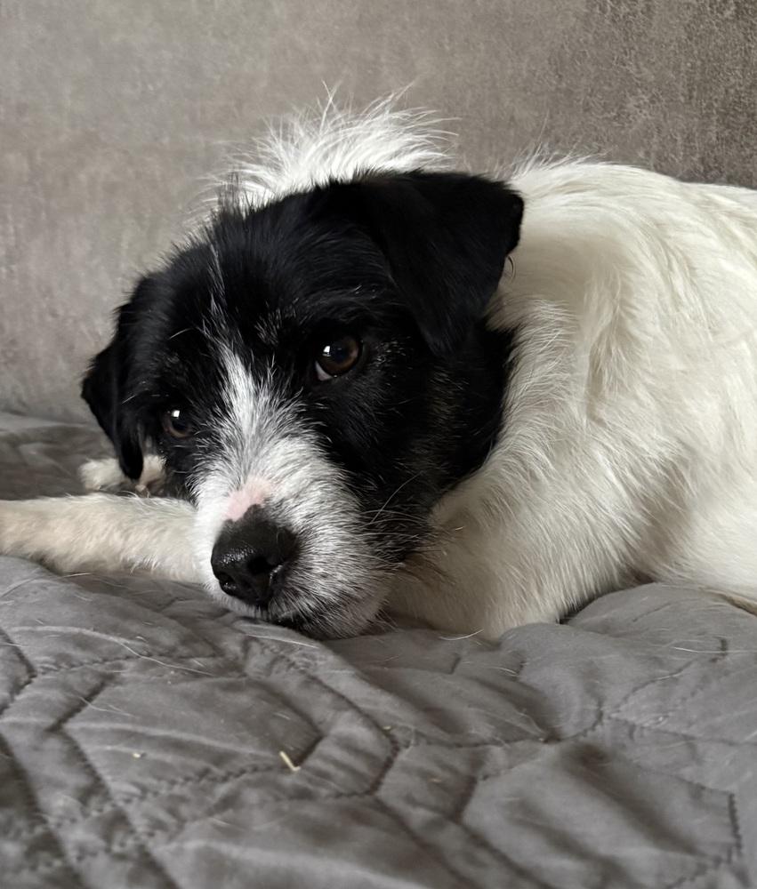 Kevin Shiela, a Adoptable mixed breed in Boston, MA image 2/6