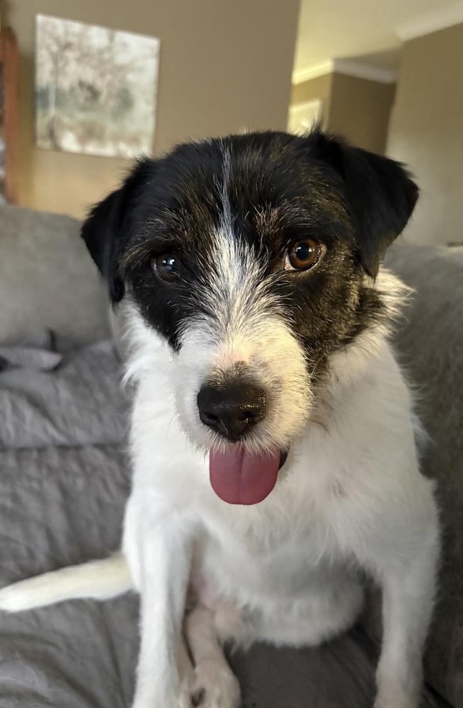 Kevin Shiela, a Adoptable mixed breed in Boston, MA image 3/6
