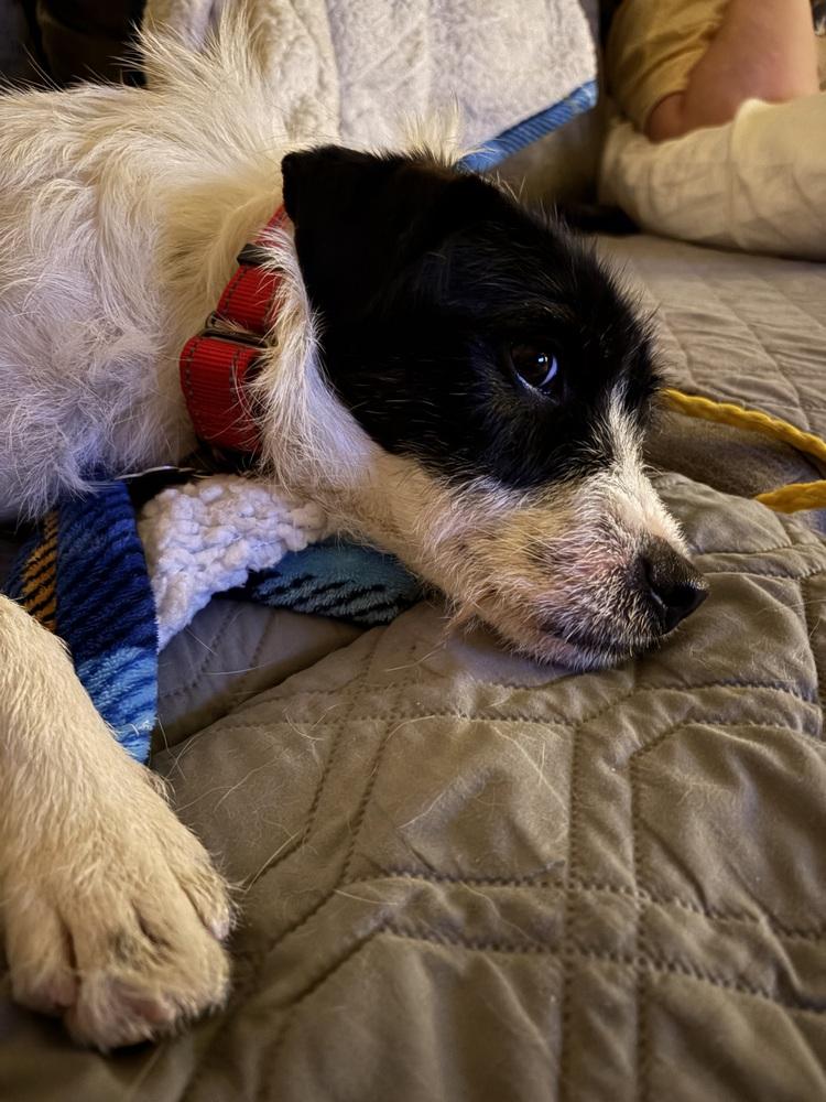 Kevin Shiela, a Adoptable mixed breed in Boston, MA image 4/6