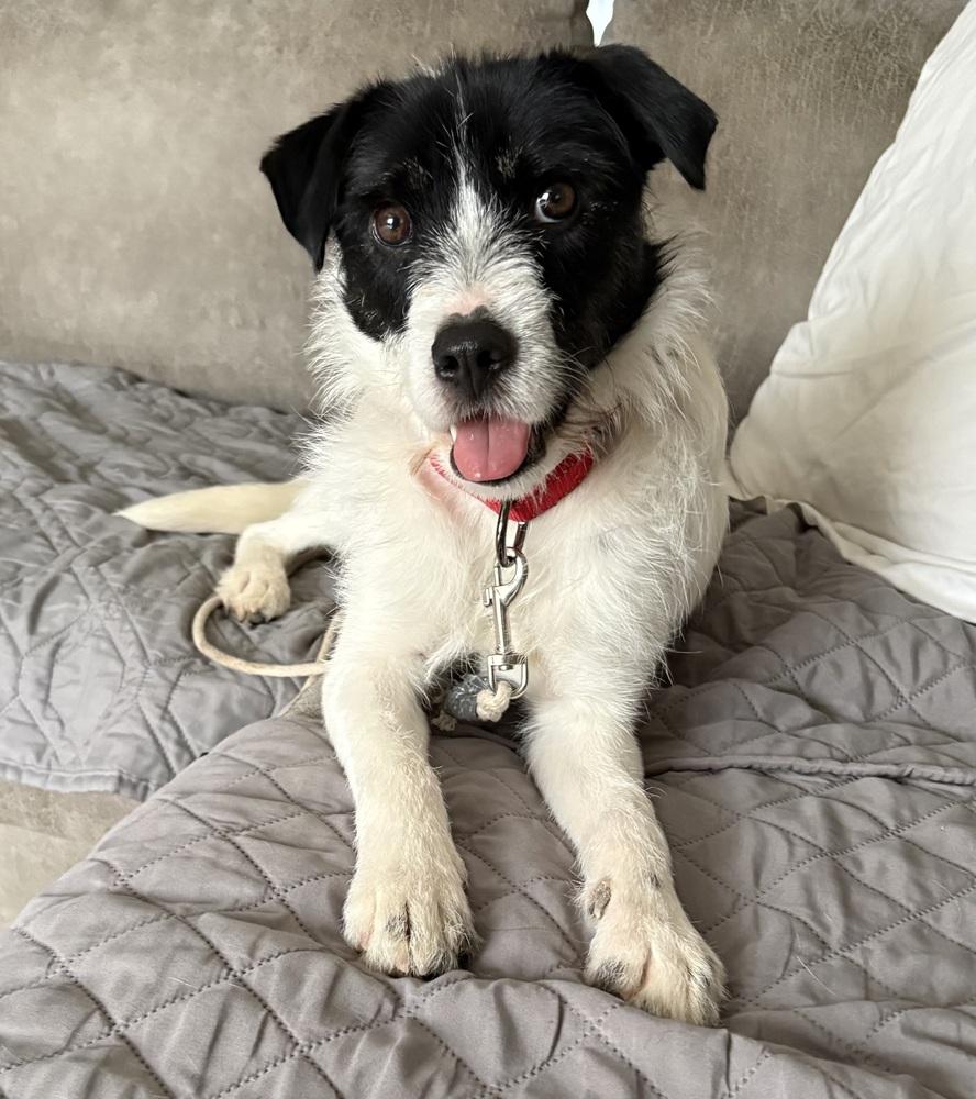 Kevin Shiela, a Adoptable mixed breed in Boston, MA image 5/6