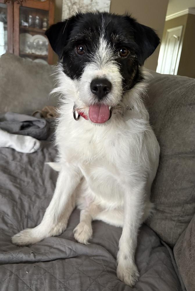 Kevin Shiela, a Adoptable mixed breed in Boston, MA image 6/6