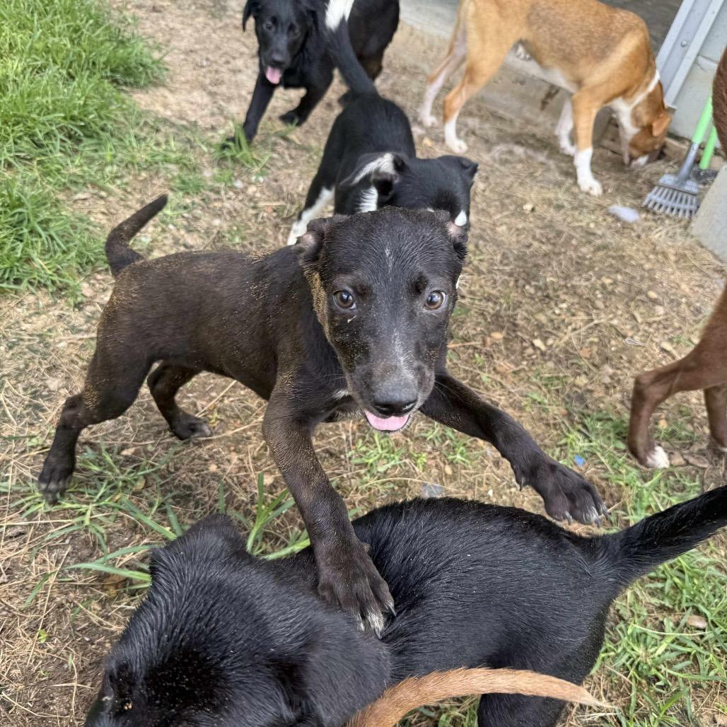 Enlarge Bud 052802, a Adoptable mixed breed in Amory, MS image 1/1