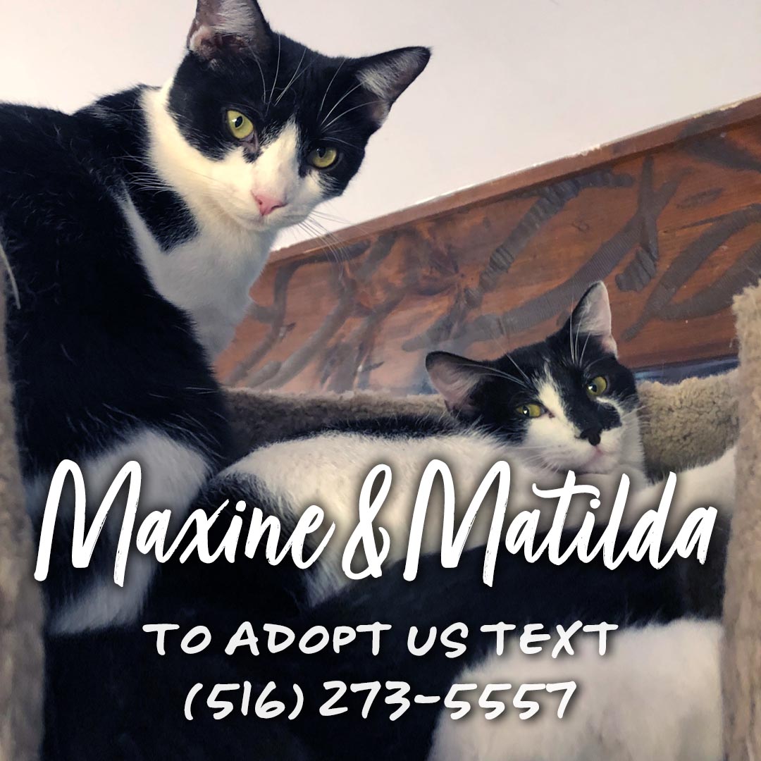 Maxine, a Adoptable Domestic Short Hair in Great Neck, NY image 4/5