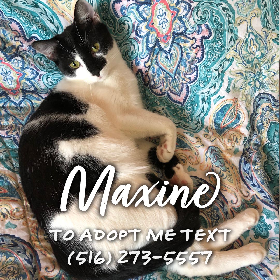 Maxine, a Adoptable Domestic Short Hair in Great Neck, NY image 1/5
