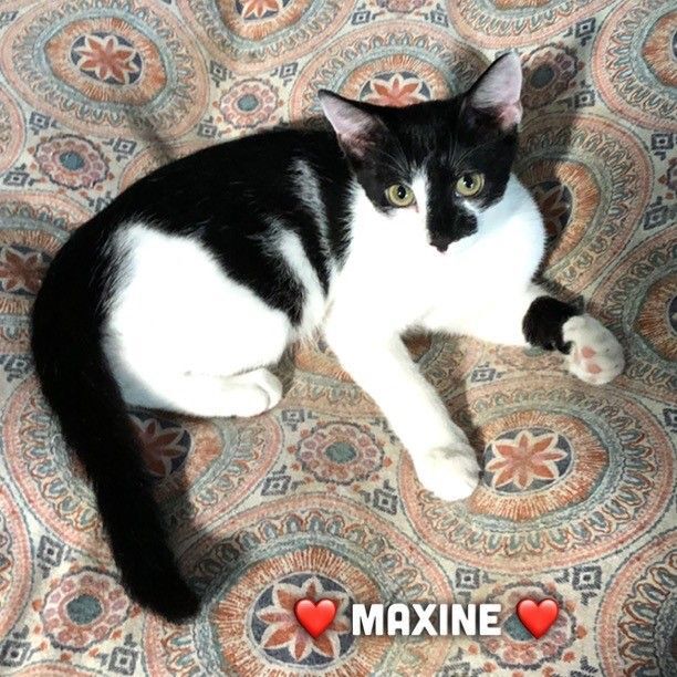 Maxine, a Adoptable Domestic Short Hair in Great Neck, NY image 3/5