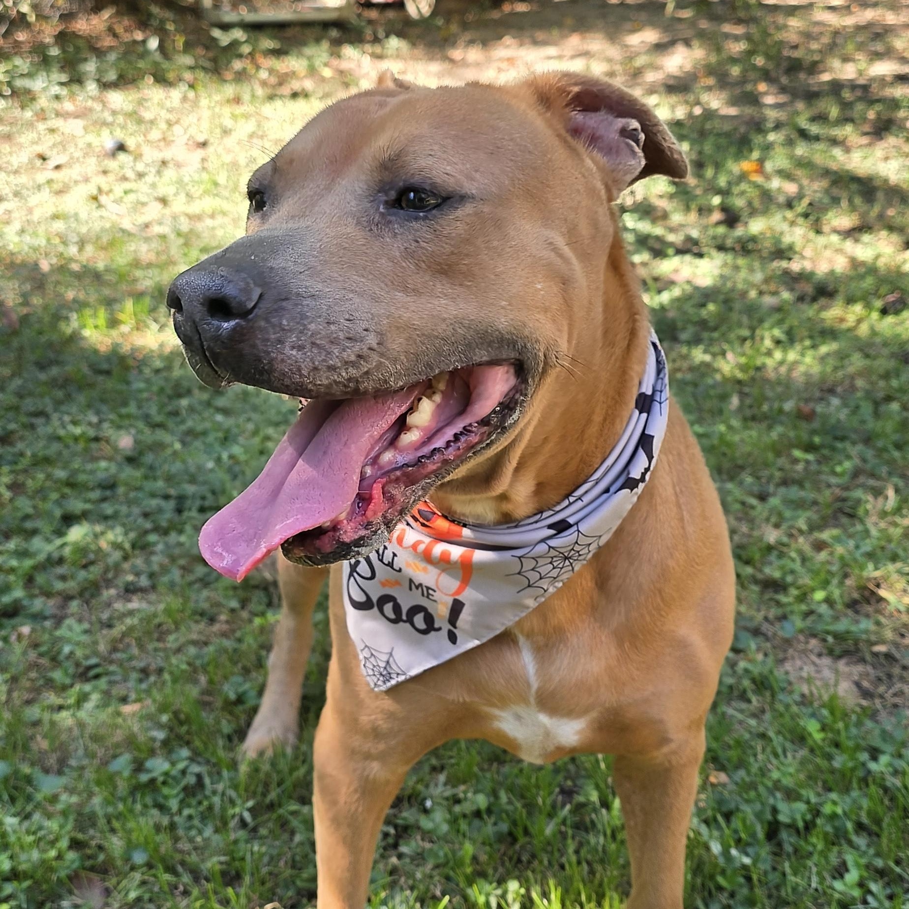 Enlarge Tucker, a Adoptable mixed breed in Arlington, TN image 1/6