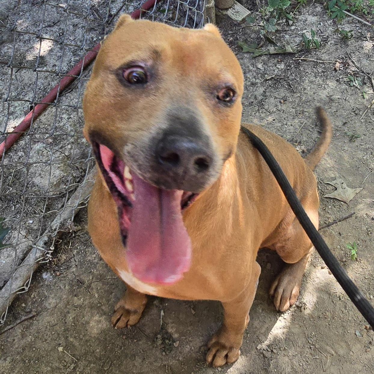 Enlarge Tucker, a Adoptable mixed breed in Arlington, TN image 3/6