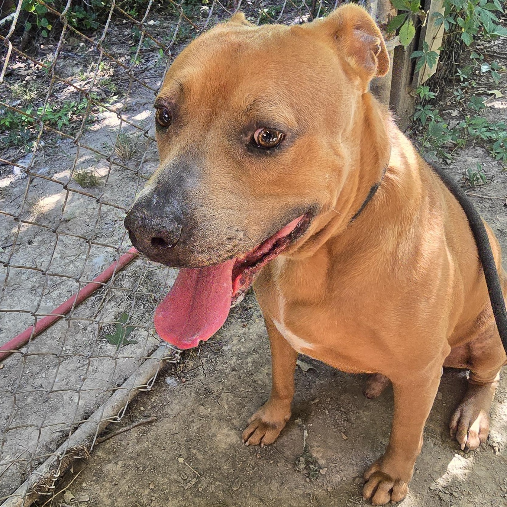 Enlarge Tucker, a Adoptable mixed breed in Arlington, TN image 5/6