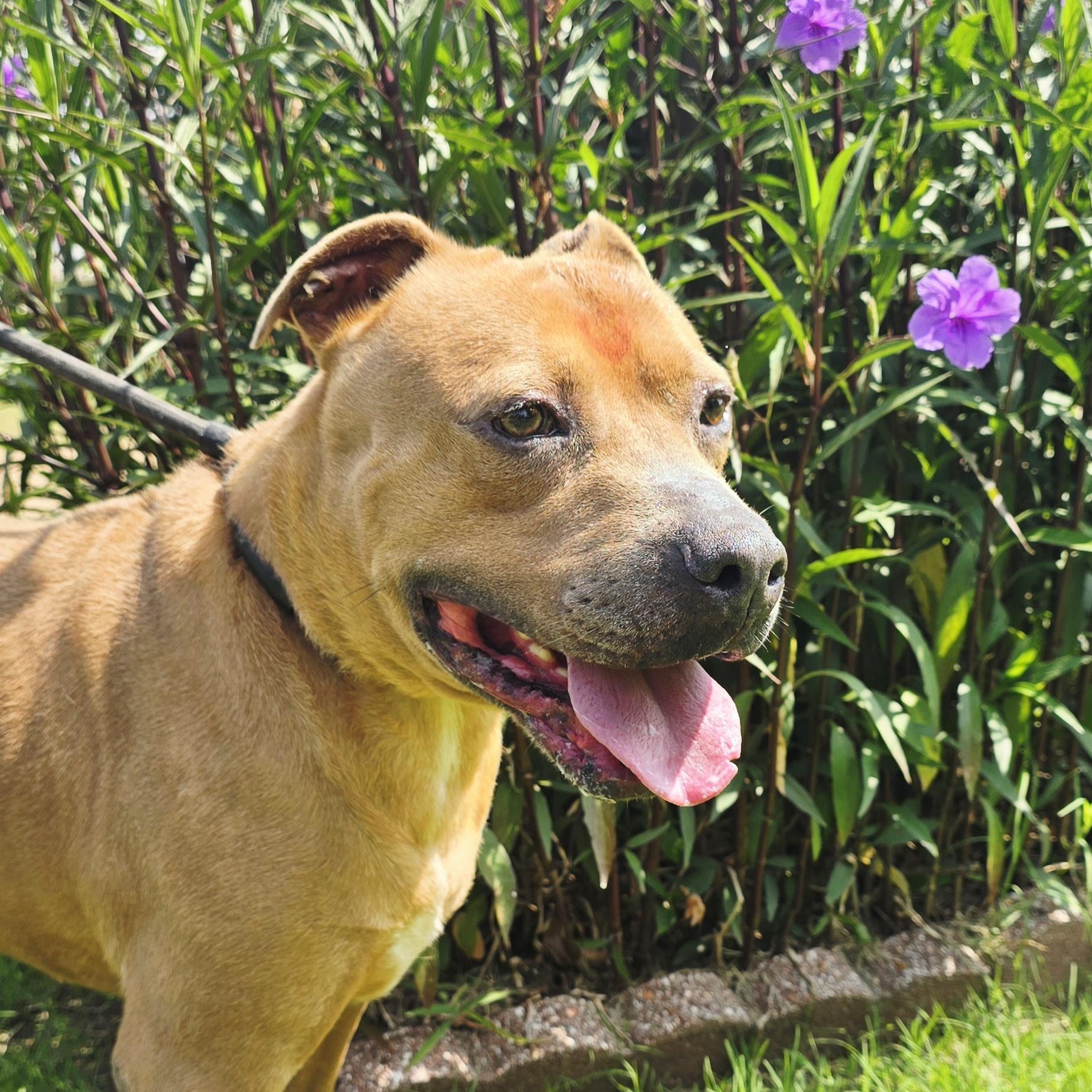 Enlarge Tucker, a Adoptable mixed breed in Arlington, TN image 2/6