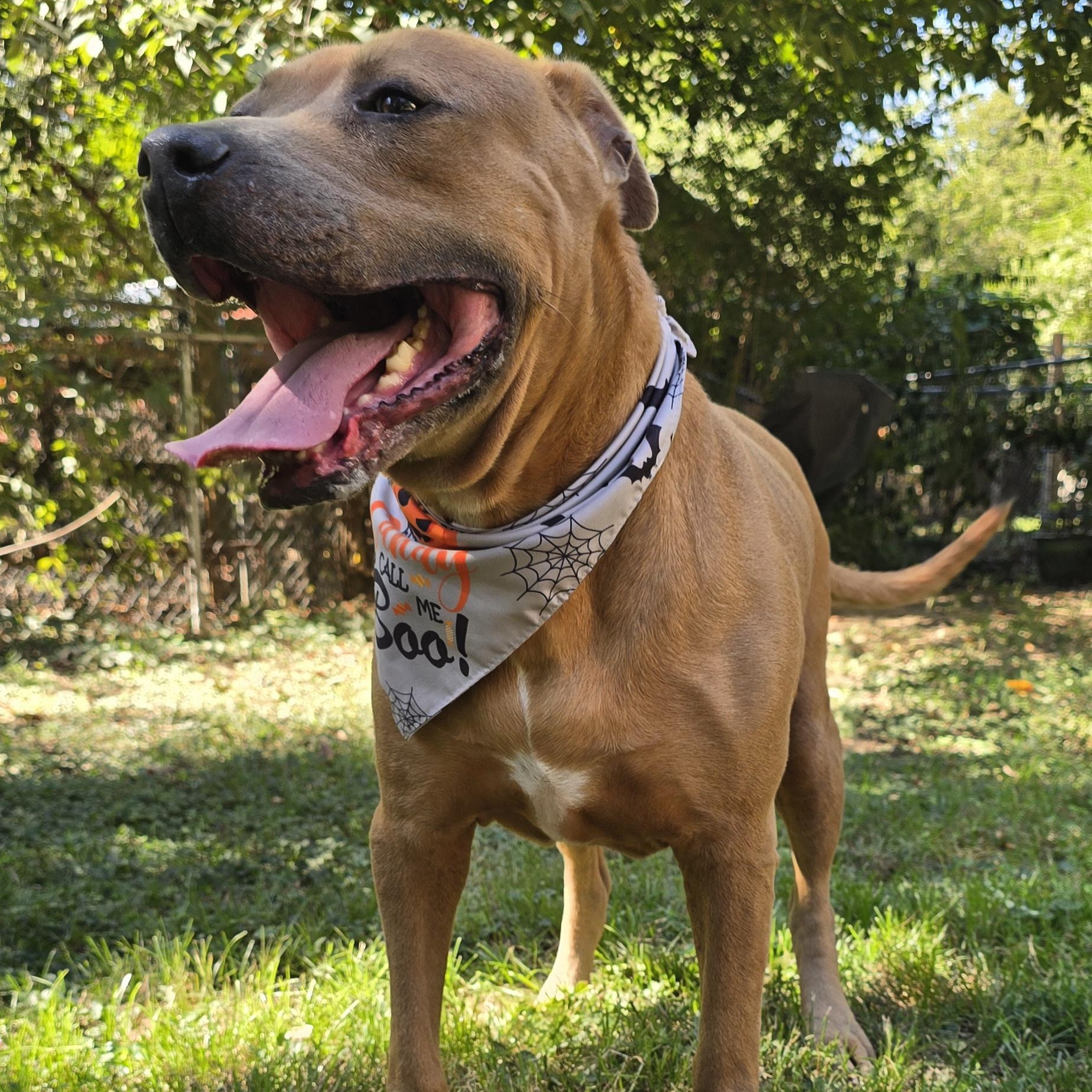 Enlarge Tucker, a Adoptable mixed breed in Arlington, TN image 6/6