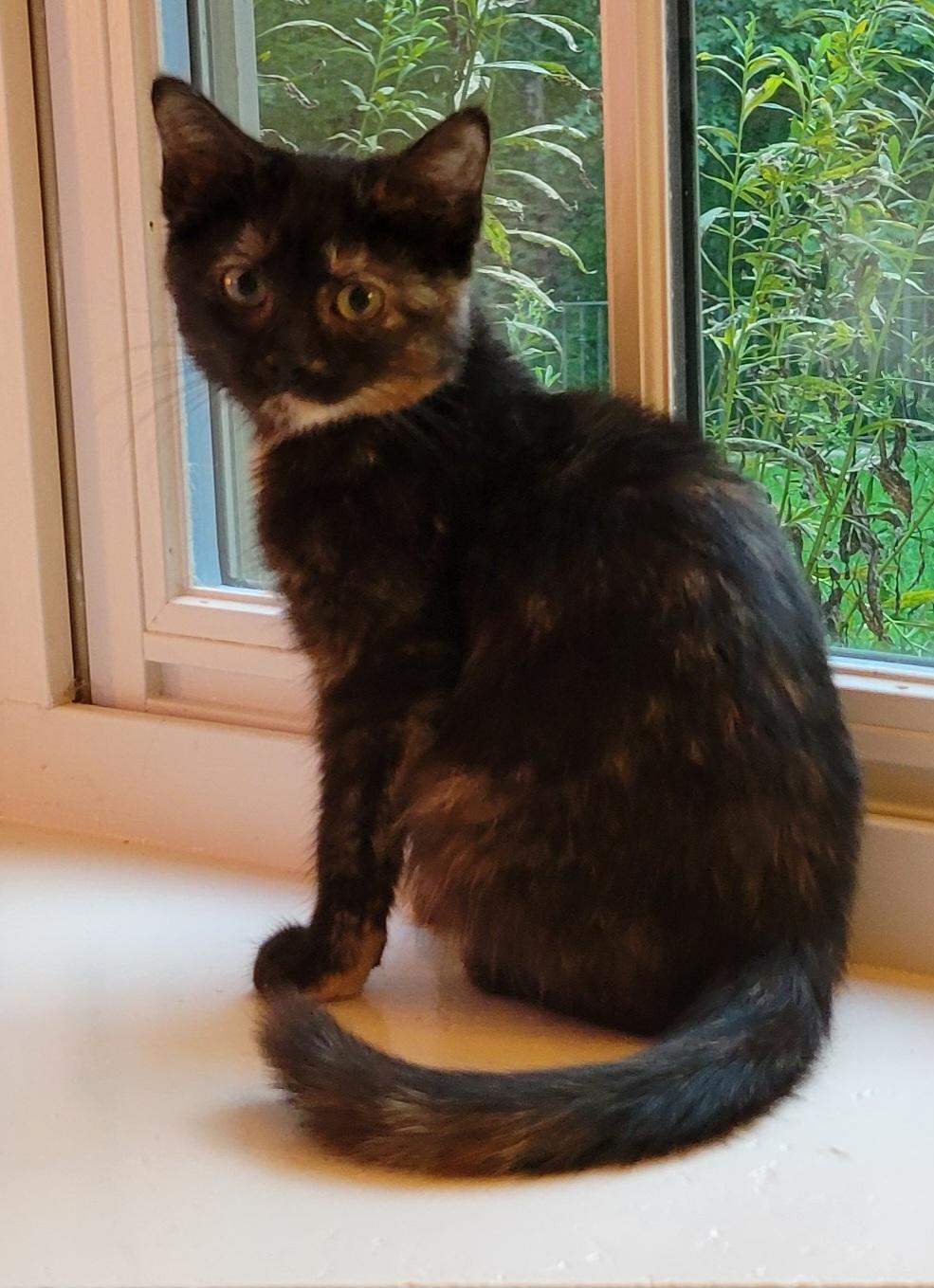 Enlarge Pepper, a Adoptable Domestic Short Hair in Knoxville, TN image 1/2