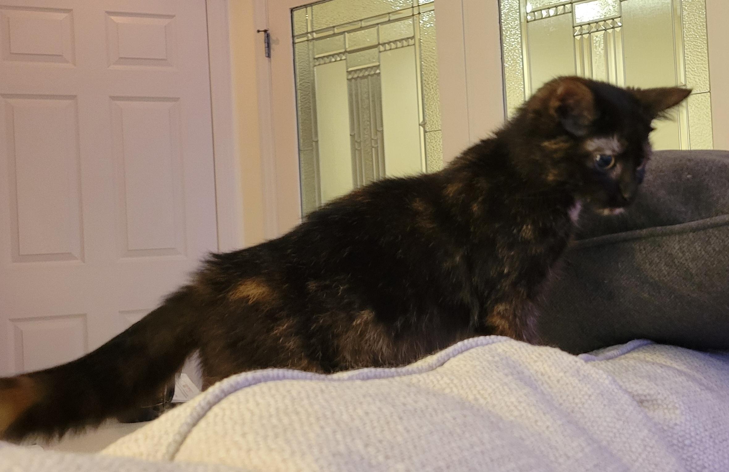 Enlarge Pepper, a Adoptable Domestic Short Hair in Knoxville, TN image 2/2