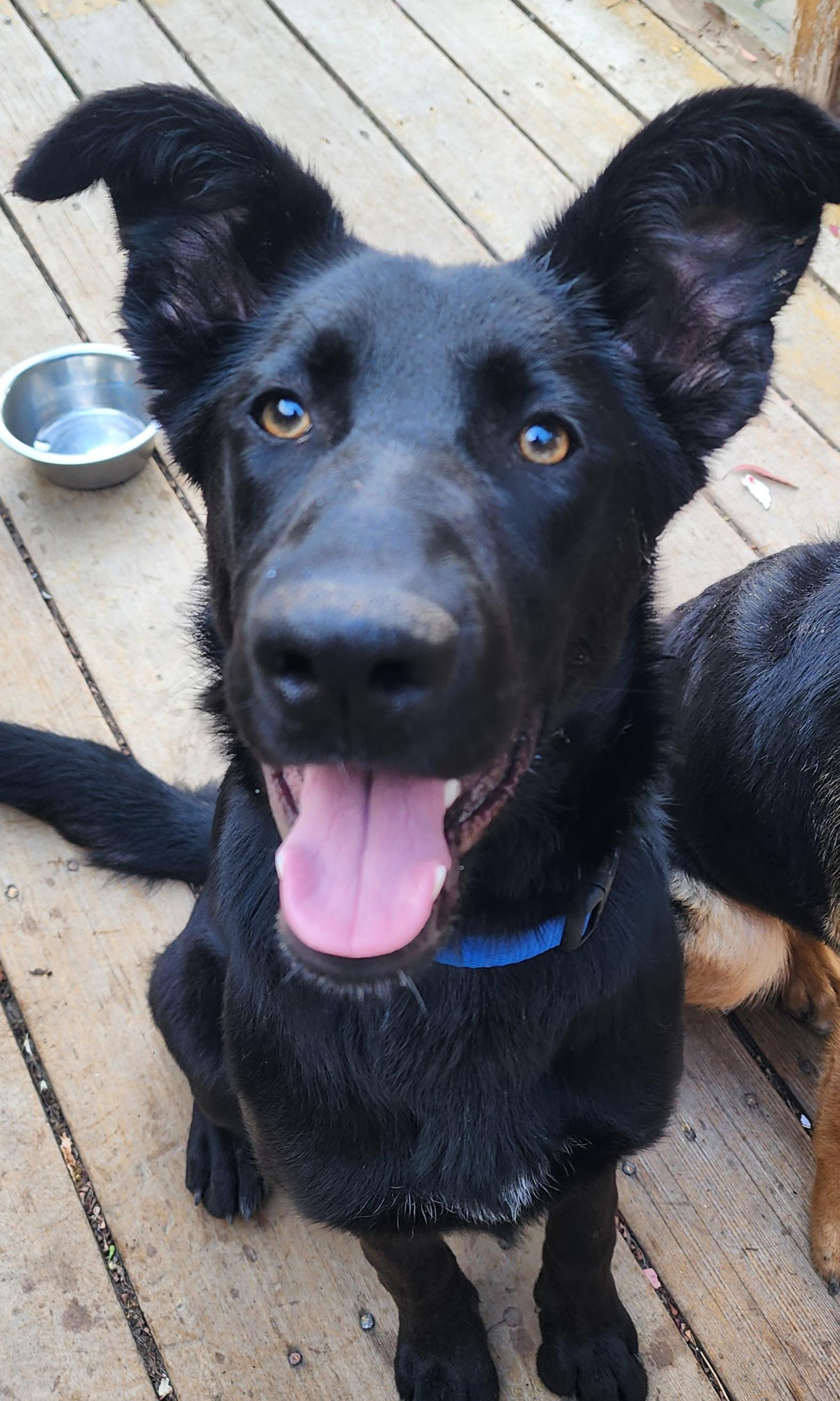 Sienna, ADOPTABLE, Young Female German Shepherd Dog.