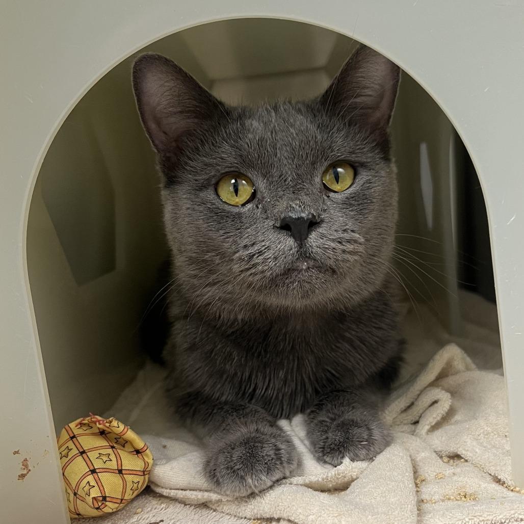 Bloober, Adoptable, Young Male Domestic Short Hair.