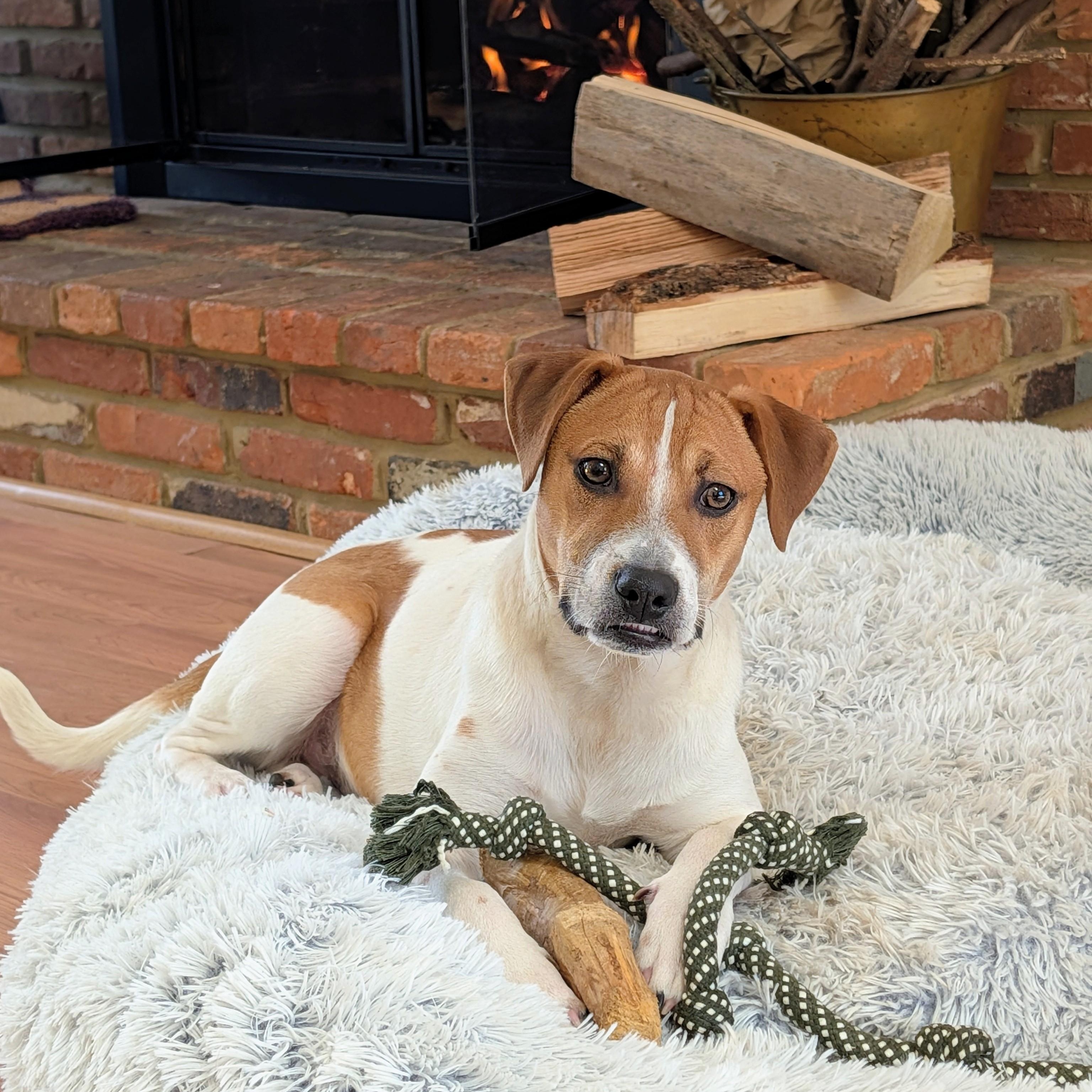 Banjo, Adoptable, Puppy Male Hound & Jack Russell Terrier.