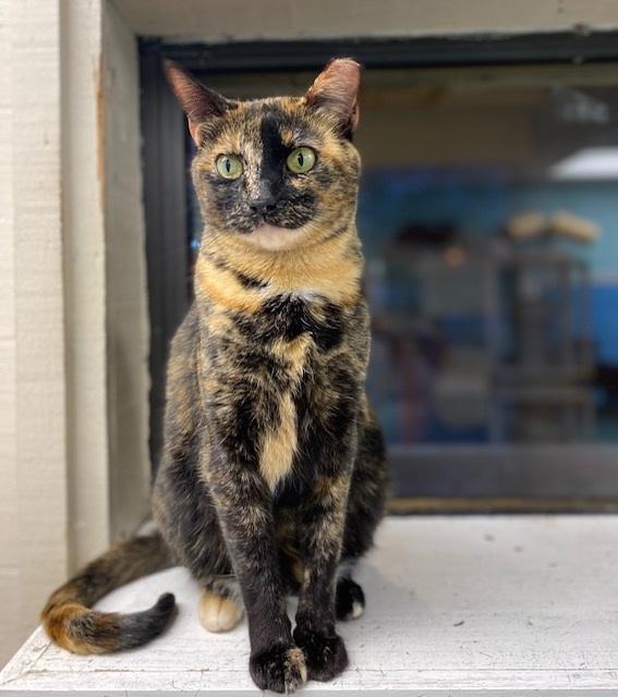 Rambi, Adoptable, Adult Female Domestic Short Hair.