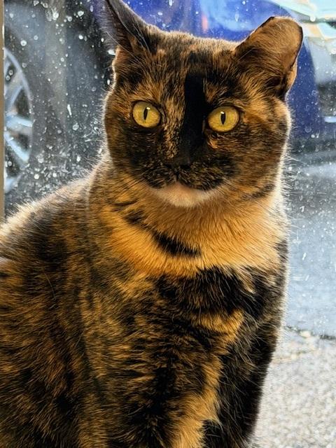 Enlarge Rambi, a Adoptable Domestic Short Hair in Memphis, TN image 2/4