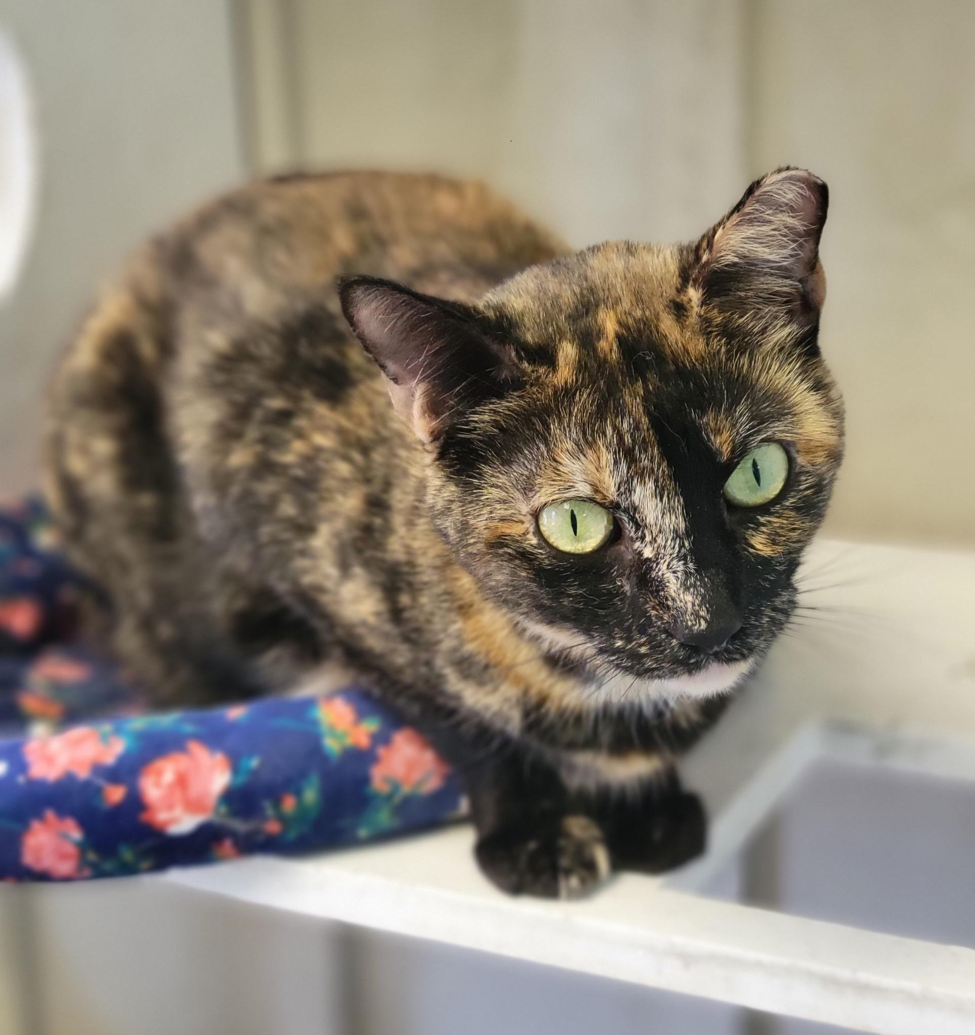 Enlarge Rambi, a Adoptable Domestic Short Hair in Memphis, TN image 3/4