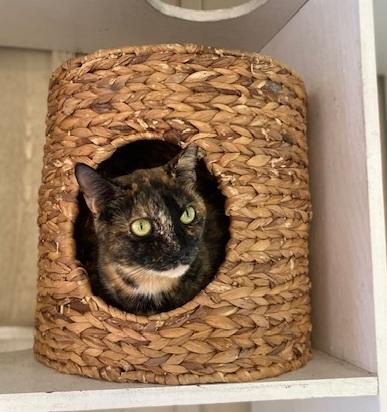 Enlarge Rambi, a Adoptable Domestic Short Hair in Memphis, TN image 4/4